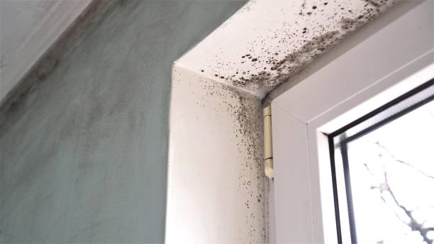 Best Basement Mold Removal  in Batesville, TX
