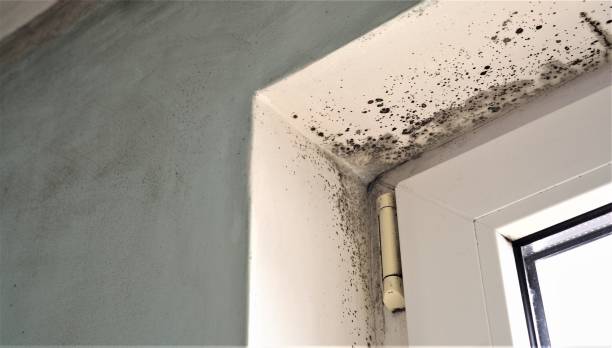 Best HVAC Mold Inspection and Cleaning  in Batesville, TX