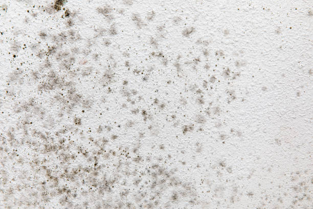 Best Real Estate Mold Inspection  in Batesville, TX