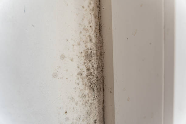 Best Mold Odor Removal Services  in Batesville, TX