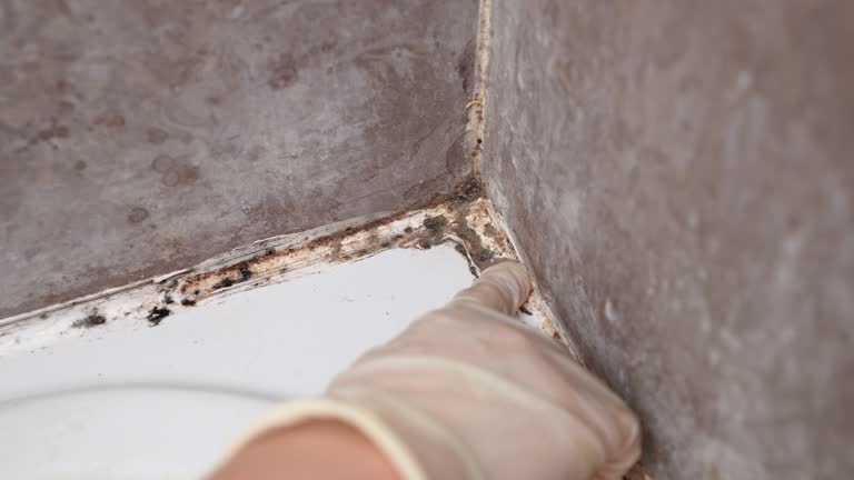 Best Mold Documentation for Insurance Claims  in Batesville, TX